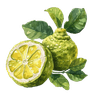 Bergamot