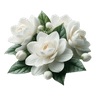 Jasmine